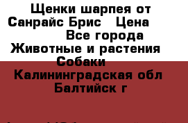 Щенки шарпея от Санрайс Брис › Цена ­ 30 000 - Все города Животные и растения » Собаки   . Калининградская обл.,Балтийск г.